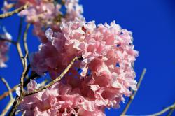Pink poui flowers